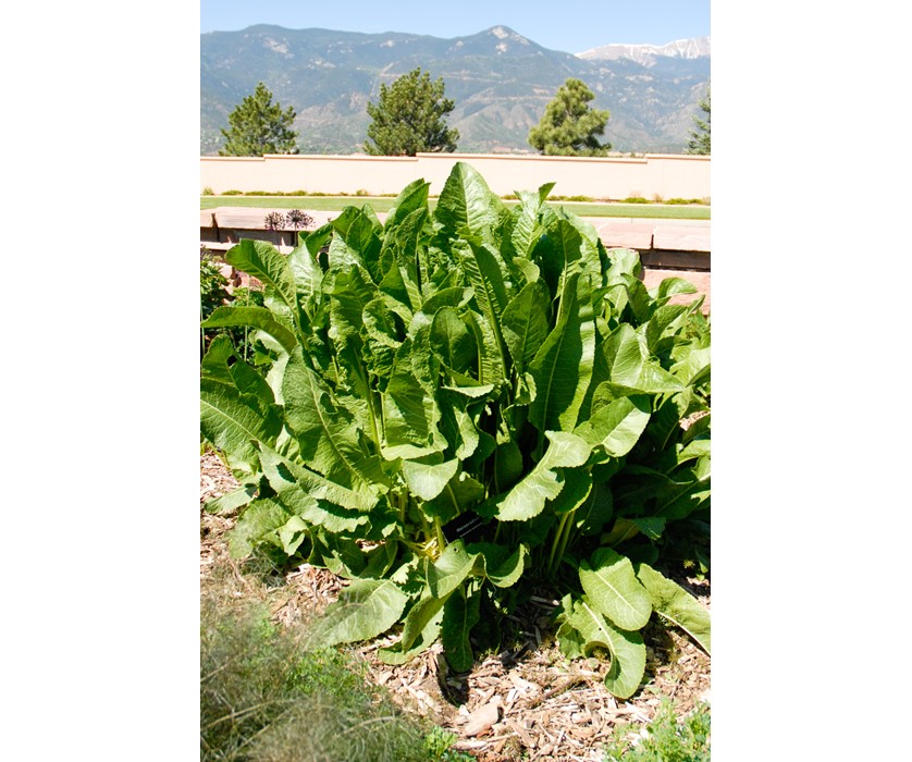 Horseradish